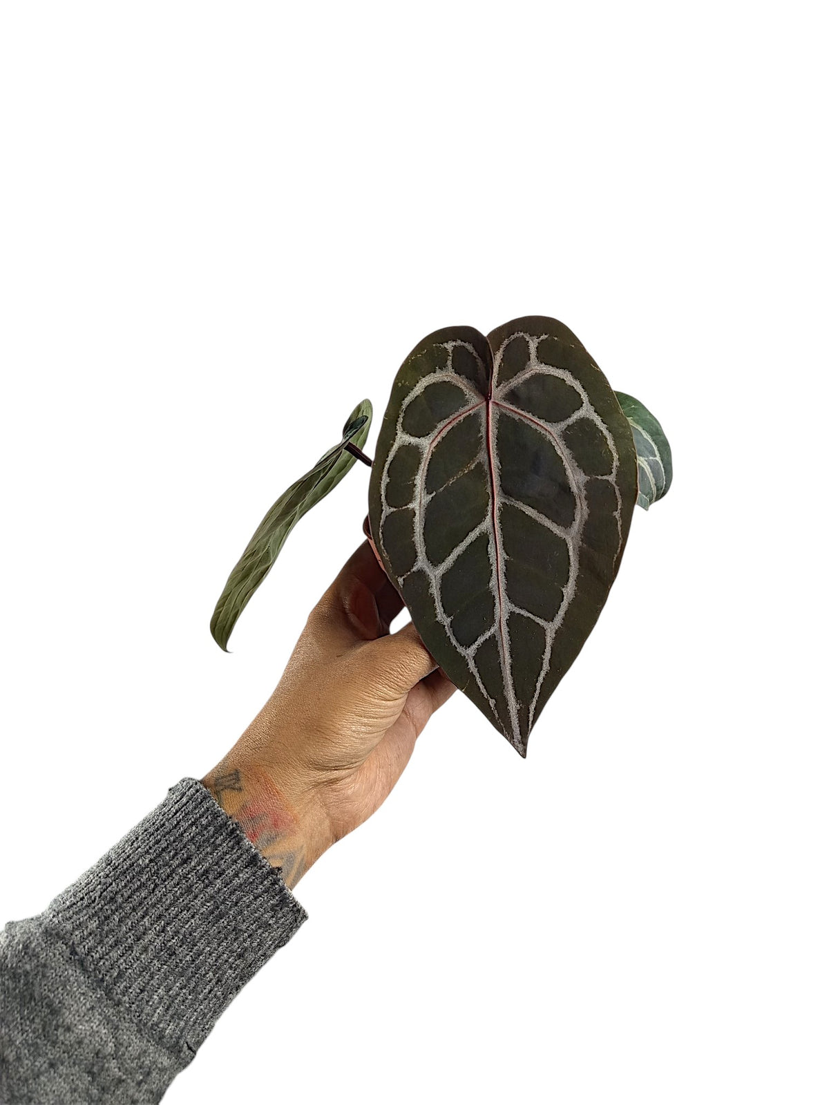 DocBlock Anthurium Michelle