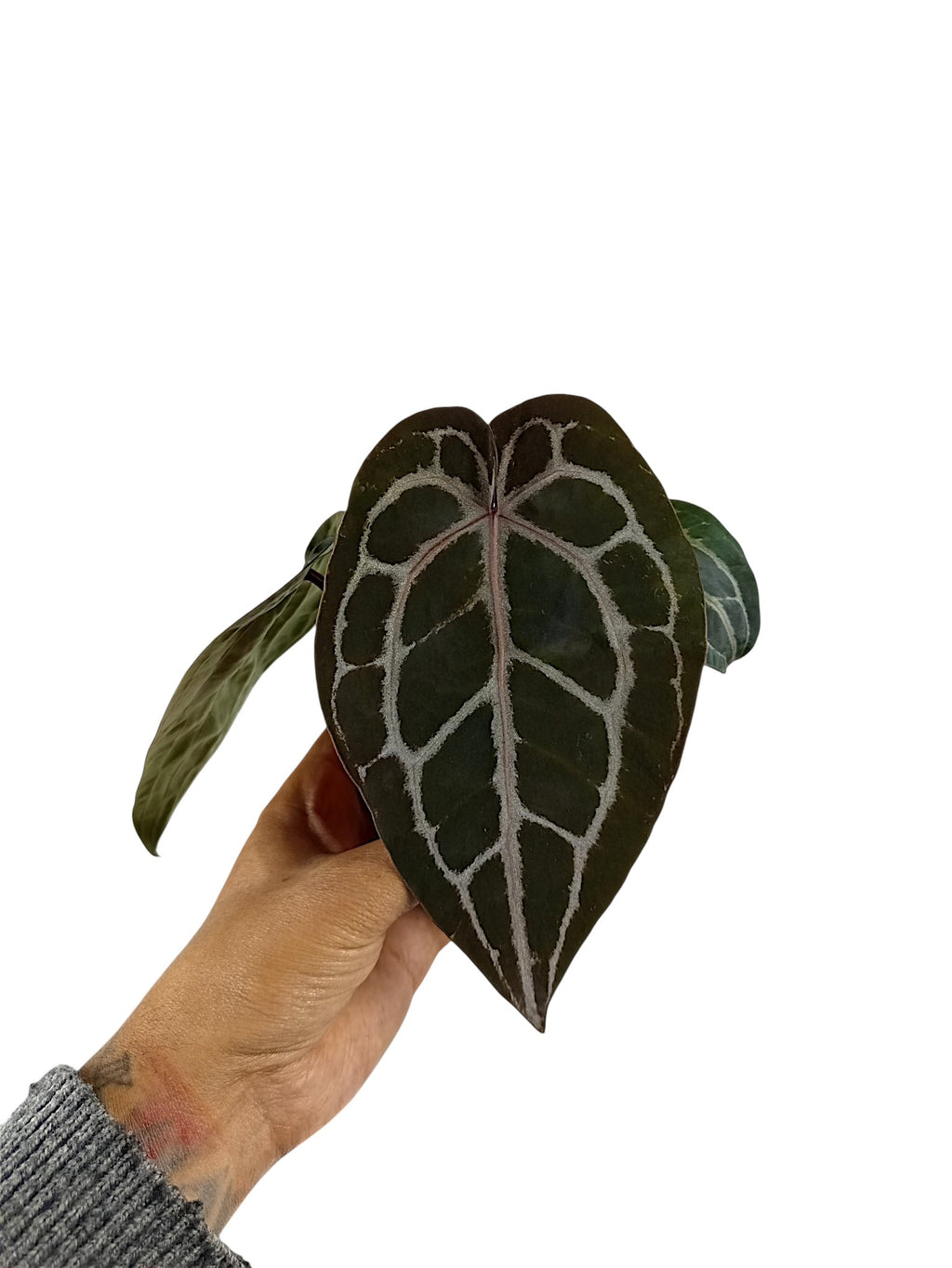 DocBlock Anthurium Michelle