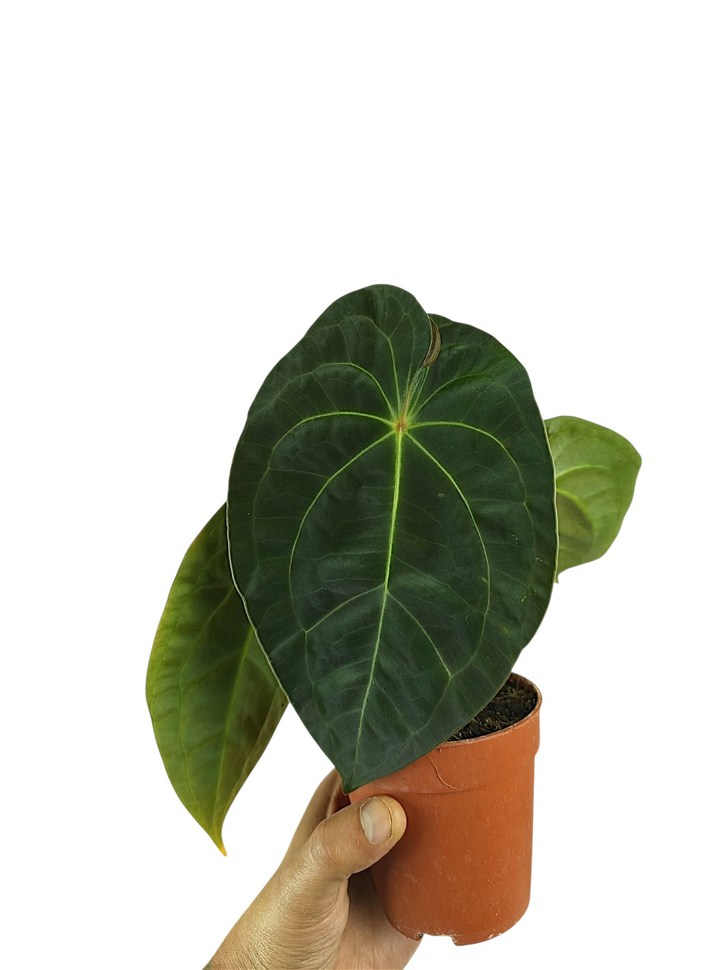Anthurium Red Spider & Forgetii  x Pappi
