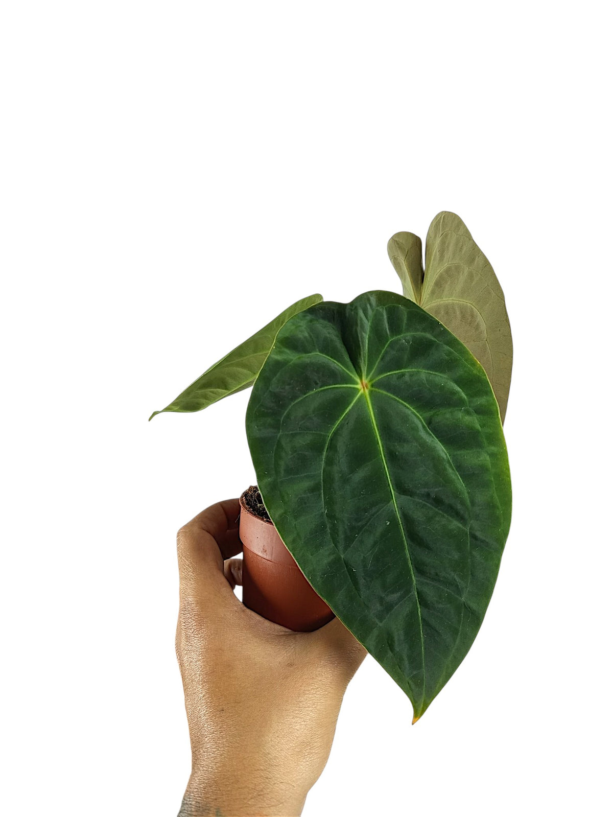 Anthurium Red Spider & Forgetii  x Pappi