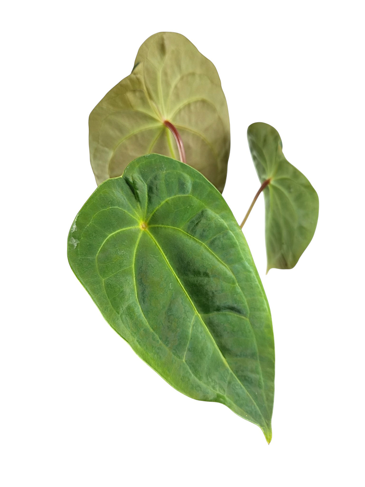 Anthurium Red Spider & Forgetii  x Pappi