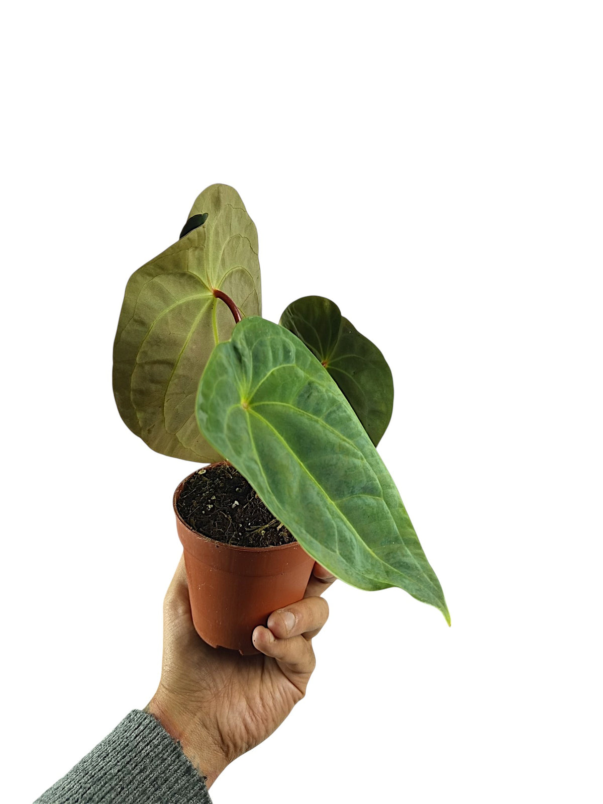 Anthurium Red Spider & Forgetii  x Pappi