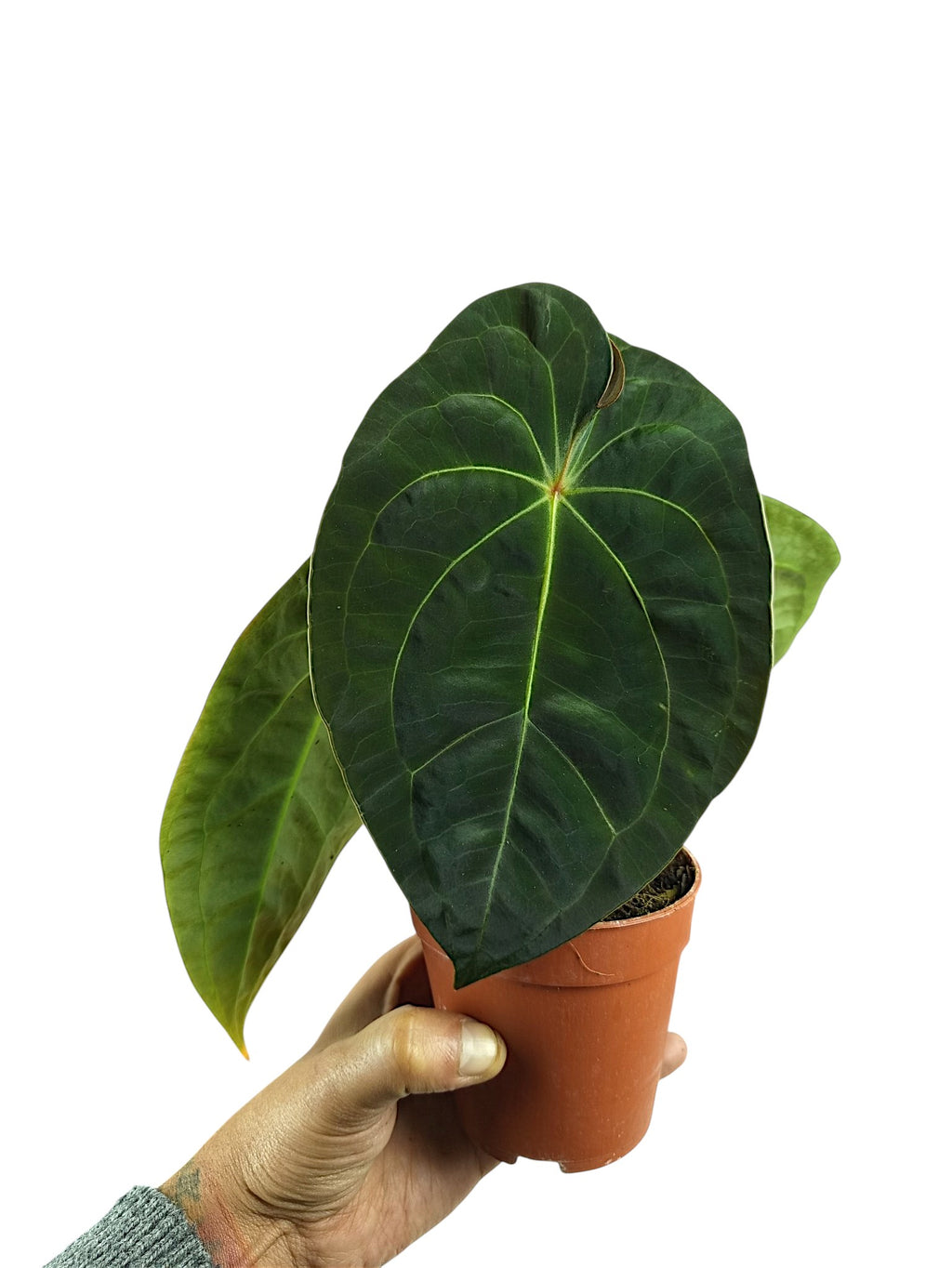 Anthurium Red Spider & Forgetii  x Pappi