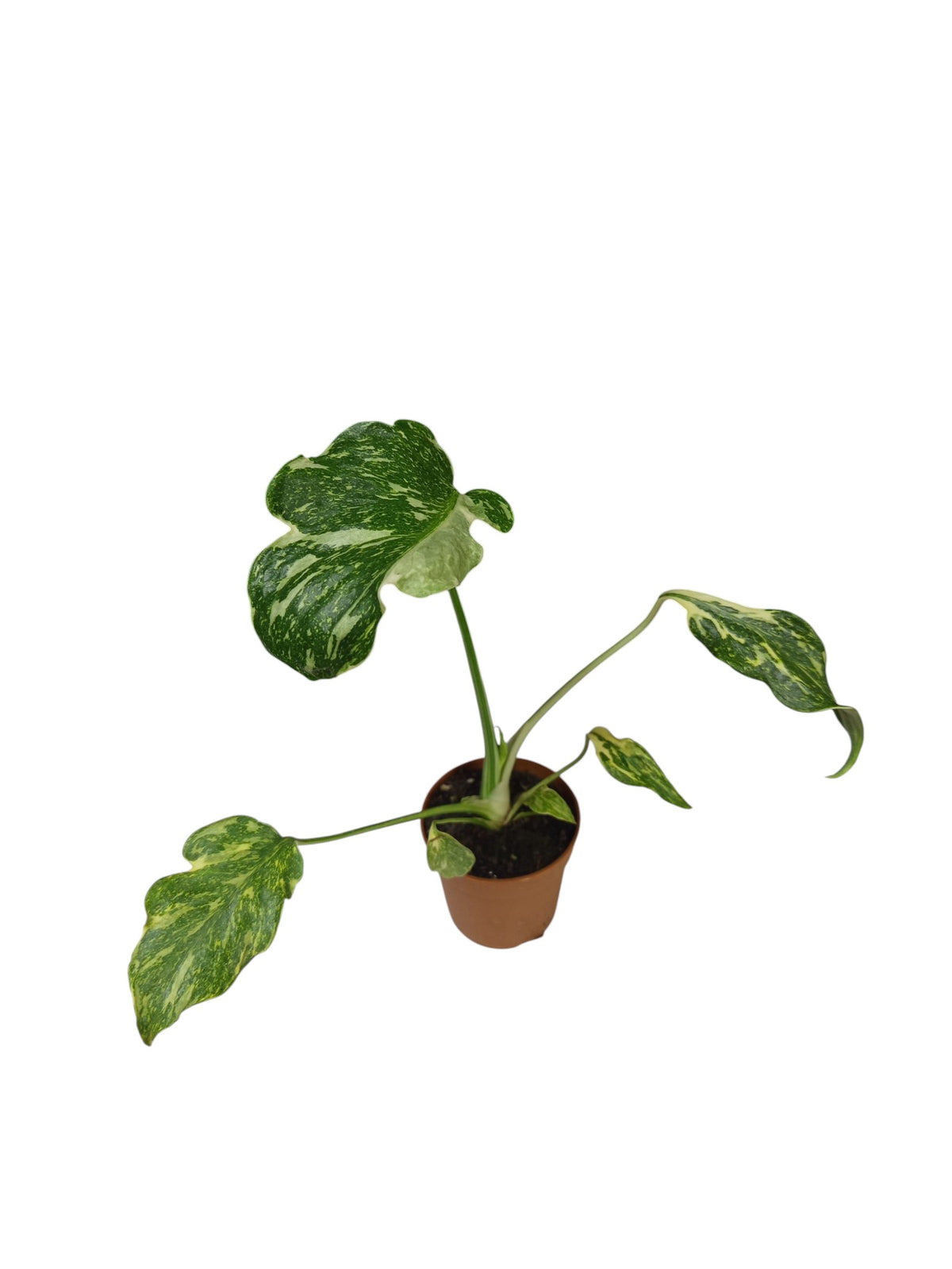 Monstera Tricolor Electrolyte Contorta