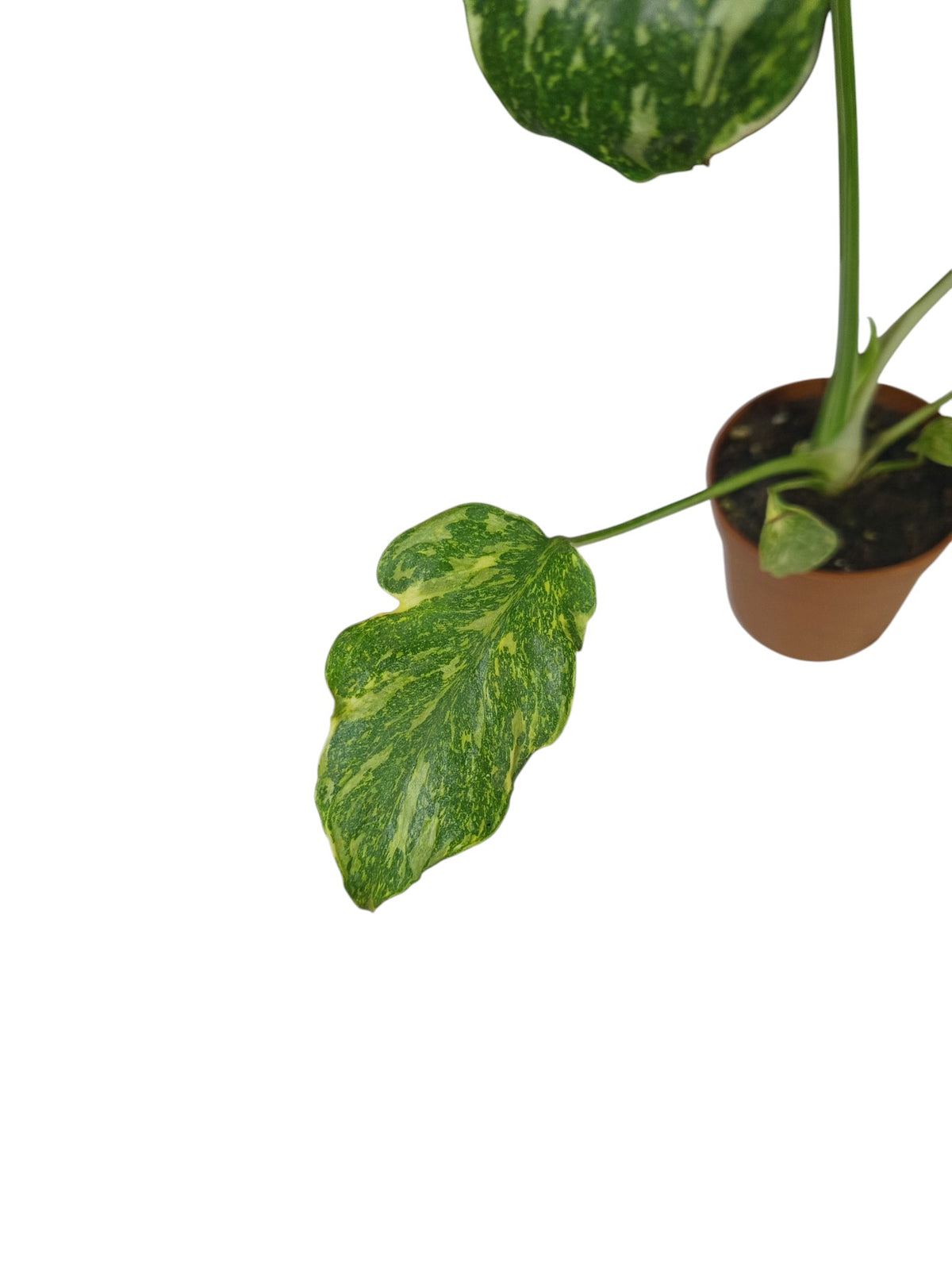 Monstera Tricolor Electrolyte Contorta