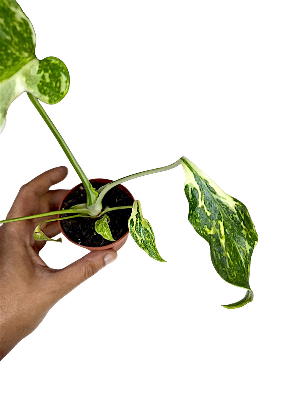 Monstera Tricolor Electrolyte Contorta