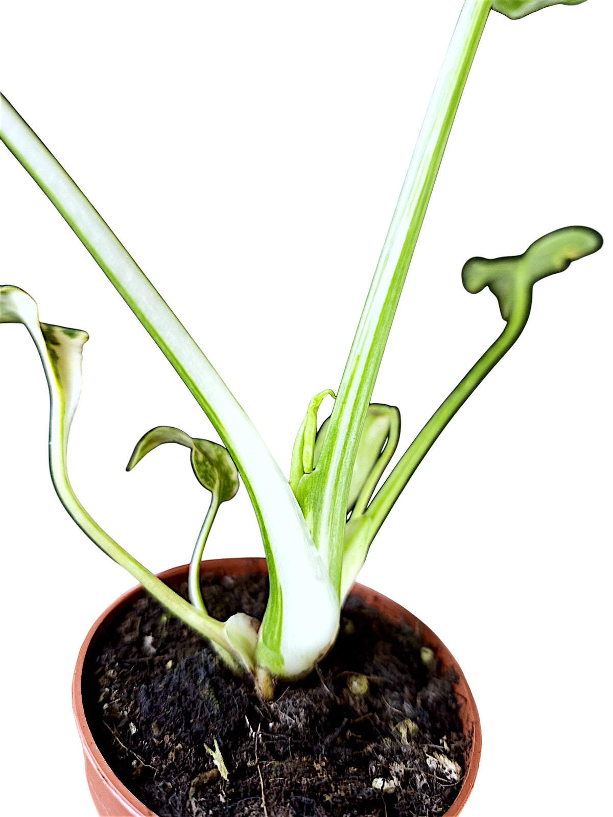 Monstera Tricolor Electrolyte Contorta