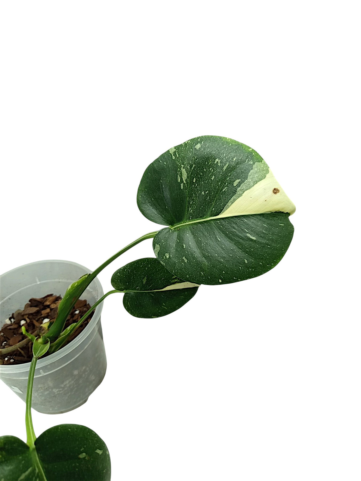 MONSTERA NO ID