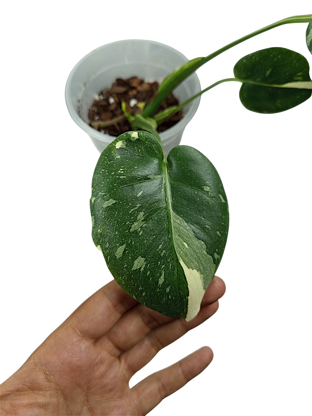 MONSTERA NO ID