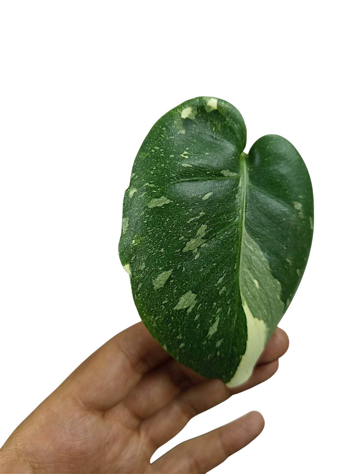 MONSTERA NO ID