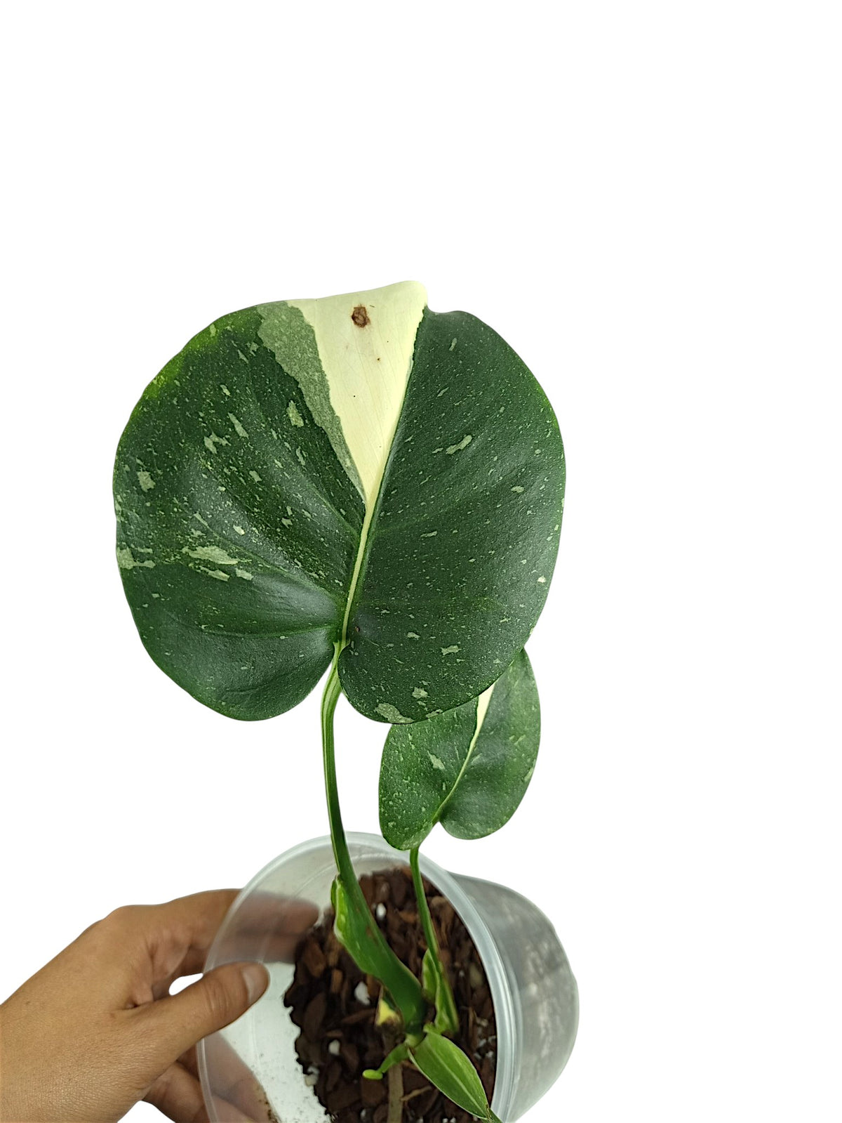 MONSTERA NO ID