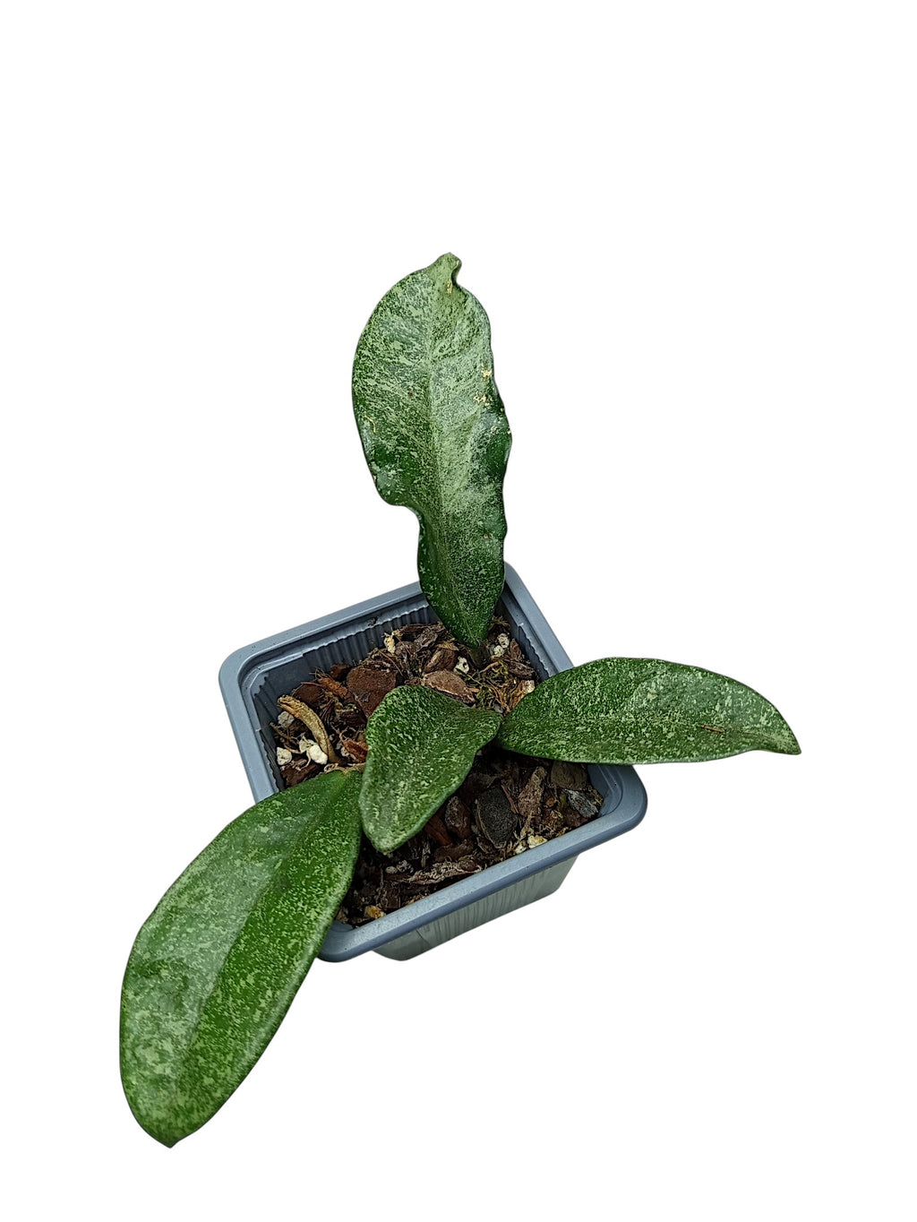 Hoya carnosa 'Nova Ghost'