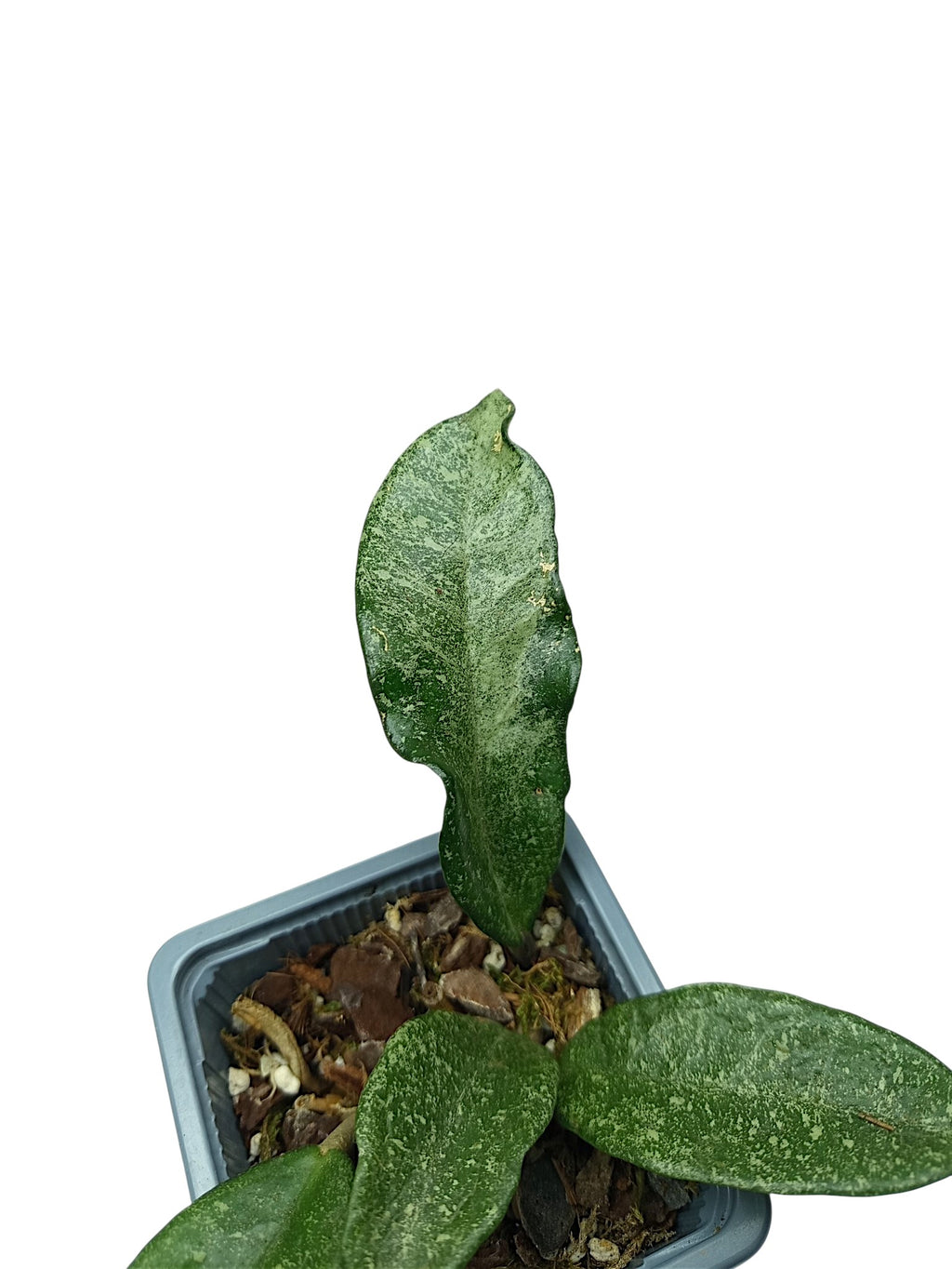 Hoya carnosa 'Nova Ghost'