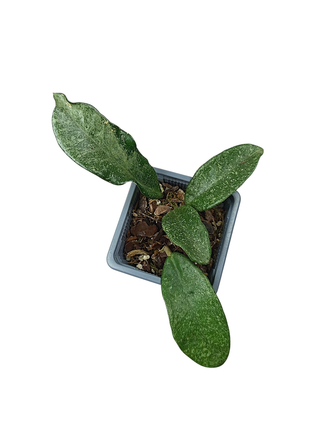 Hoya carnosa 'Nova Ghost'