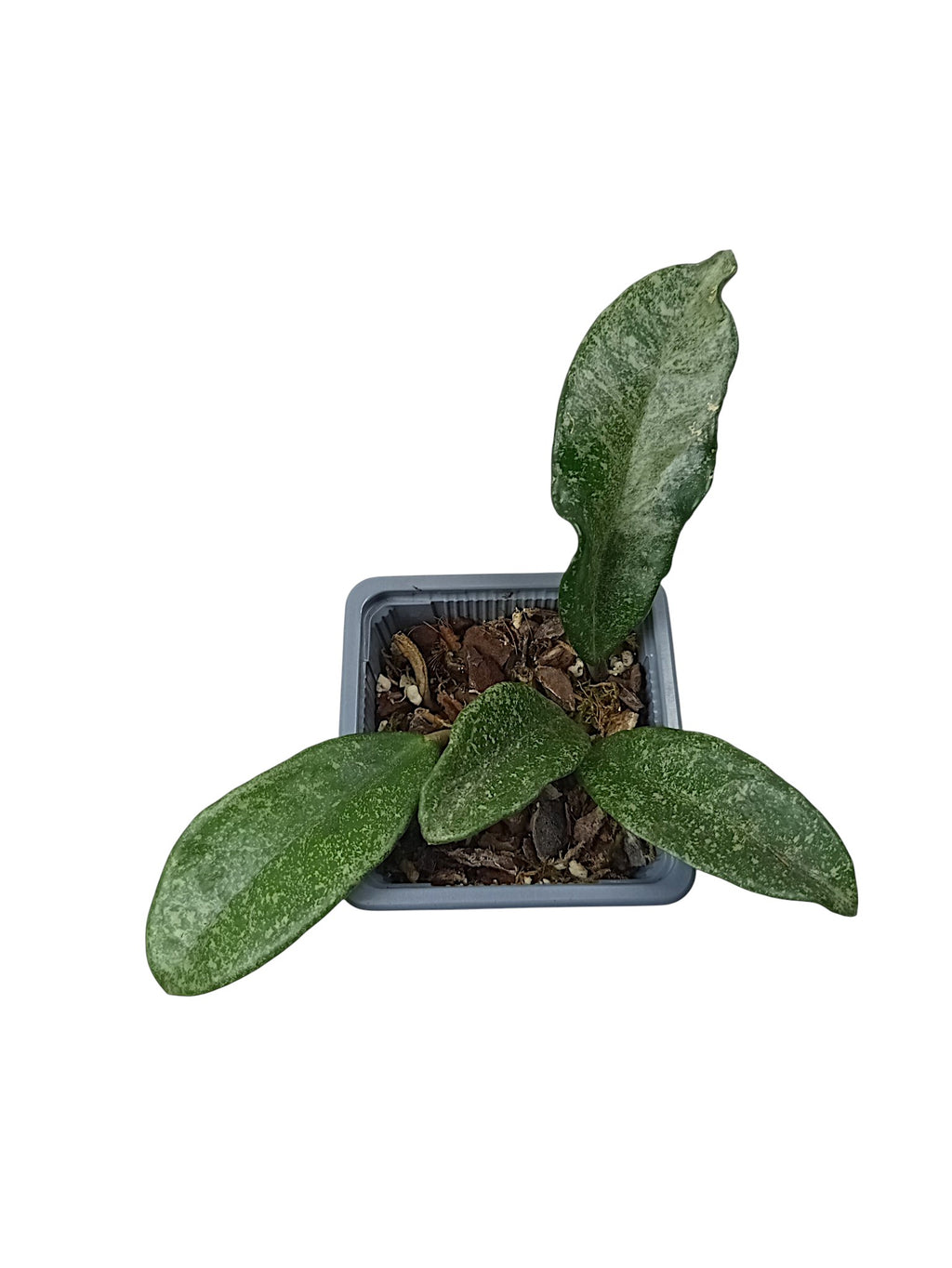 Hoya carnosa 'Nova Ghost'