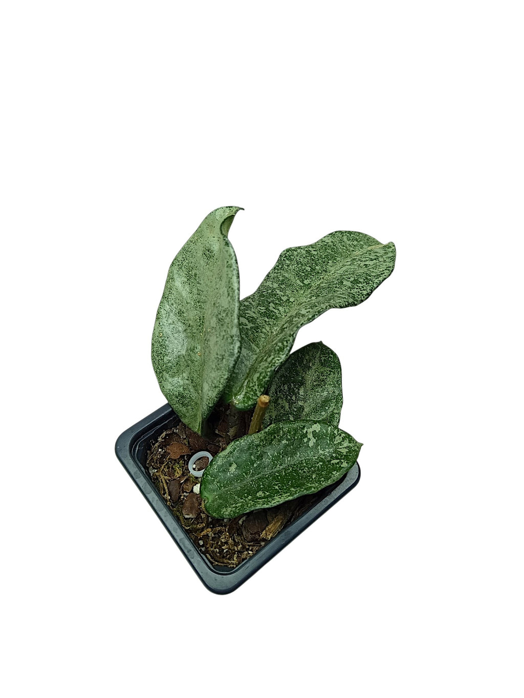 Hoya carnosa 'Nova Ghost'