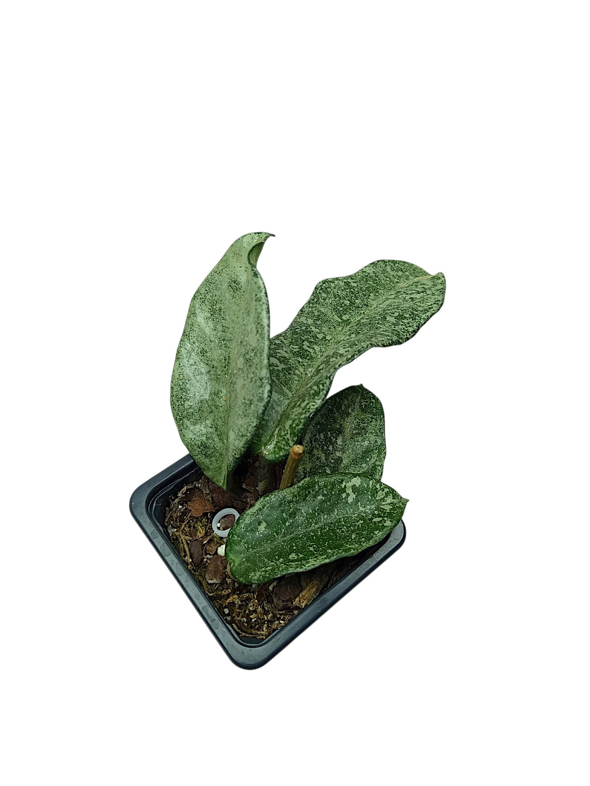 Hoya carnosa 'Nova Ghost'