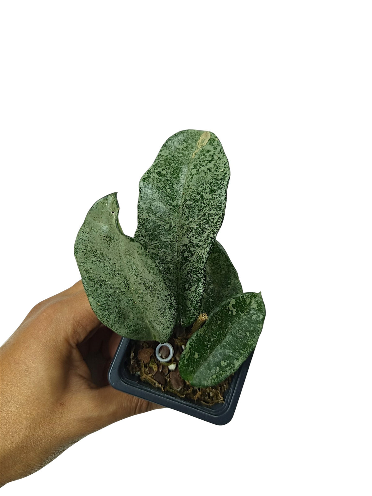 Hoya carnosa 'Nova Ghost'