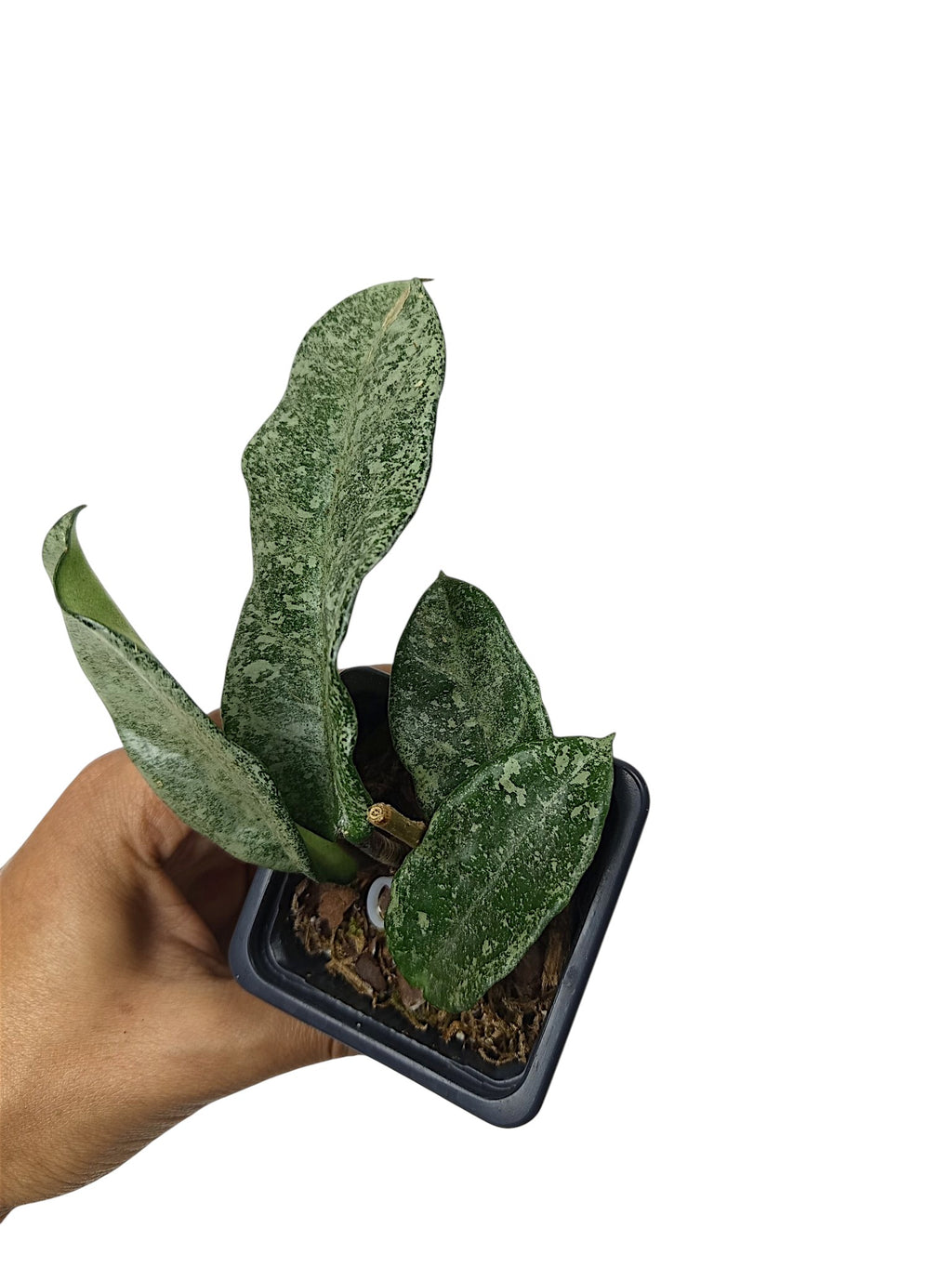 Hoya carnosa 'Nova Ghost'