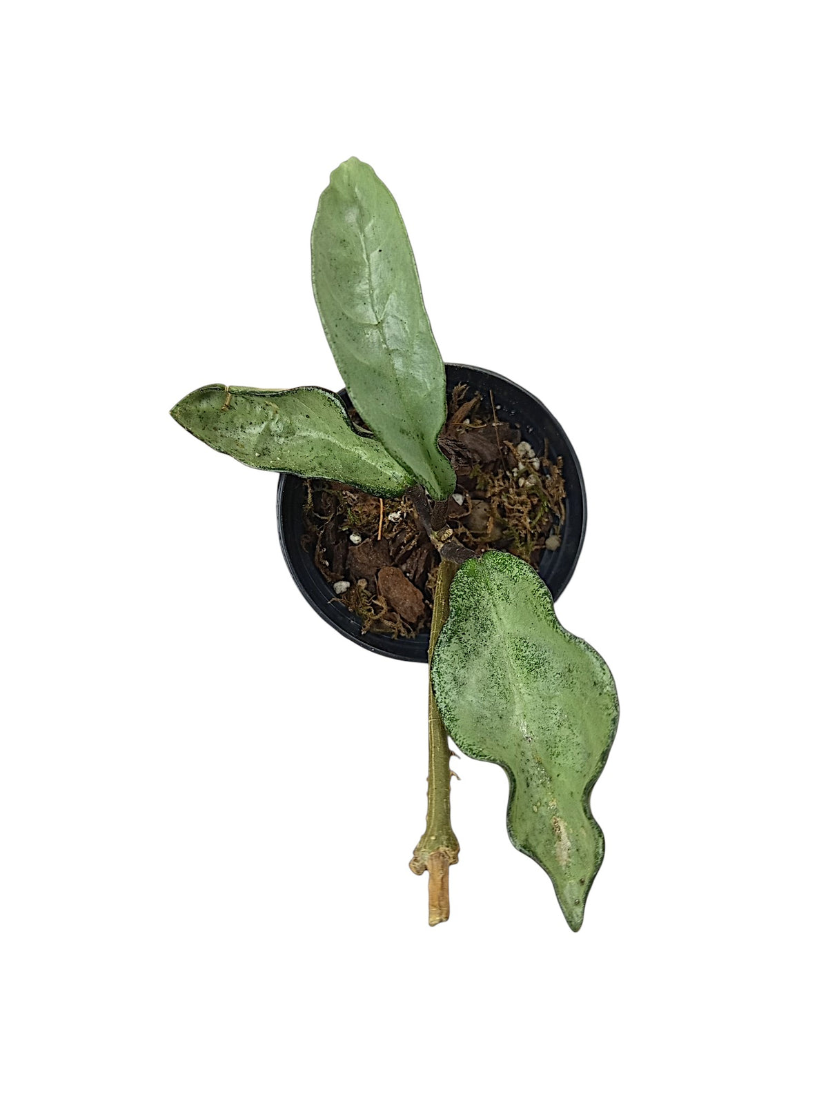 Hoya carnosa 'Nova Ghost'