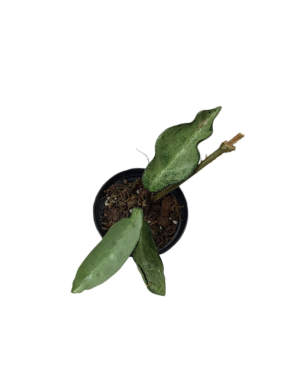 Hoya carnosa 'Nova Ghost'