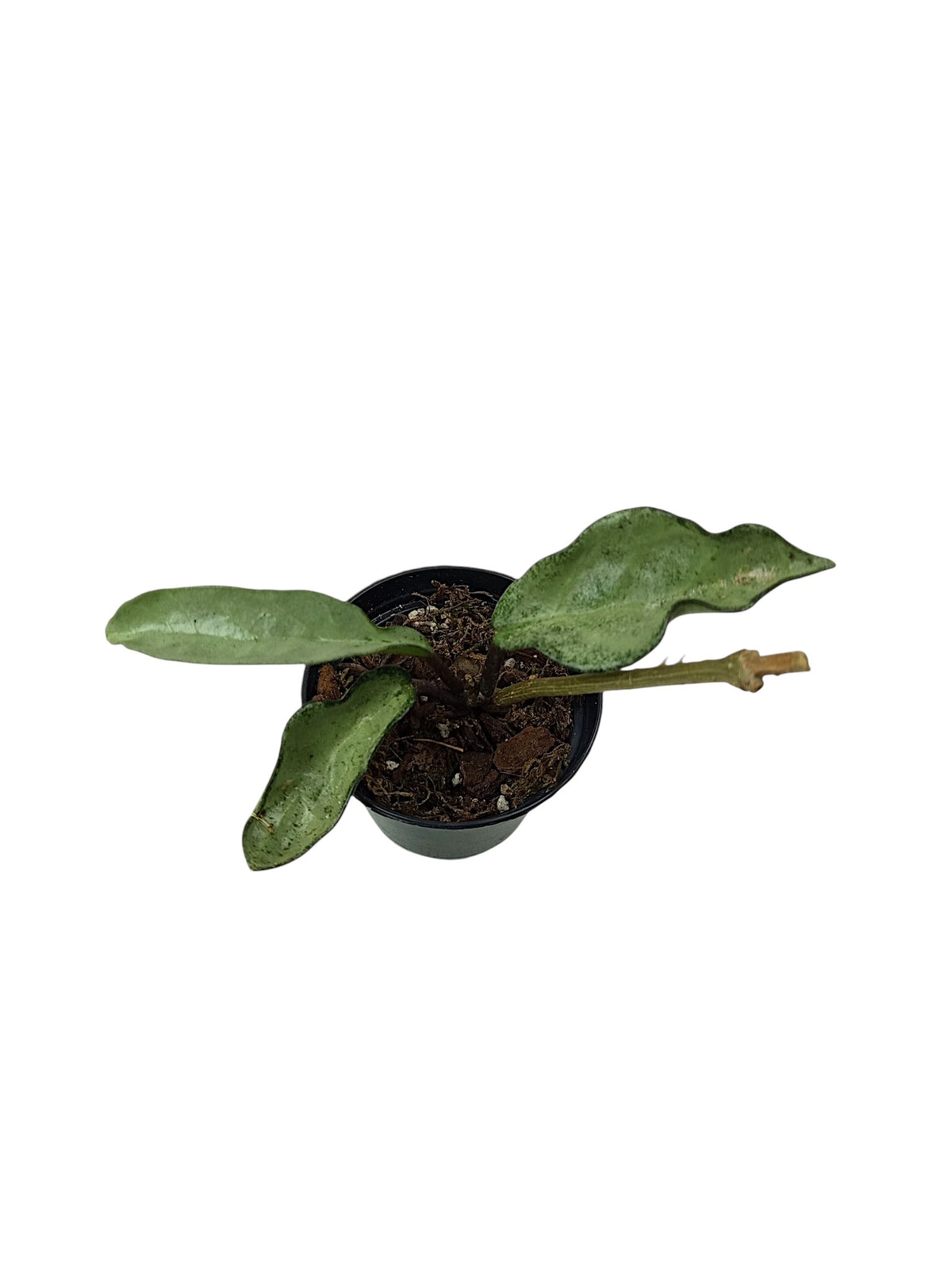 Hoya carnosa 'Nova Ghost'