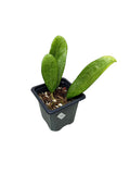 Hoya silver lady