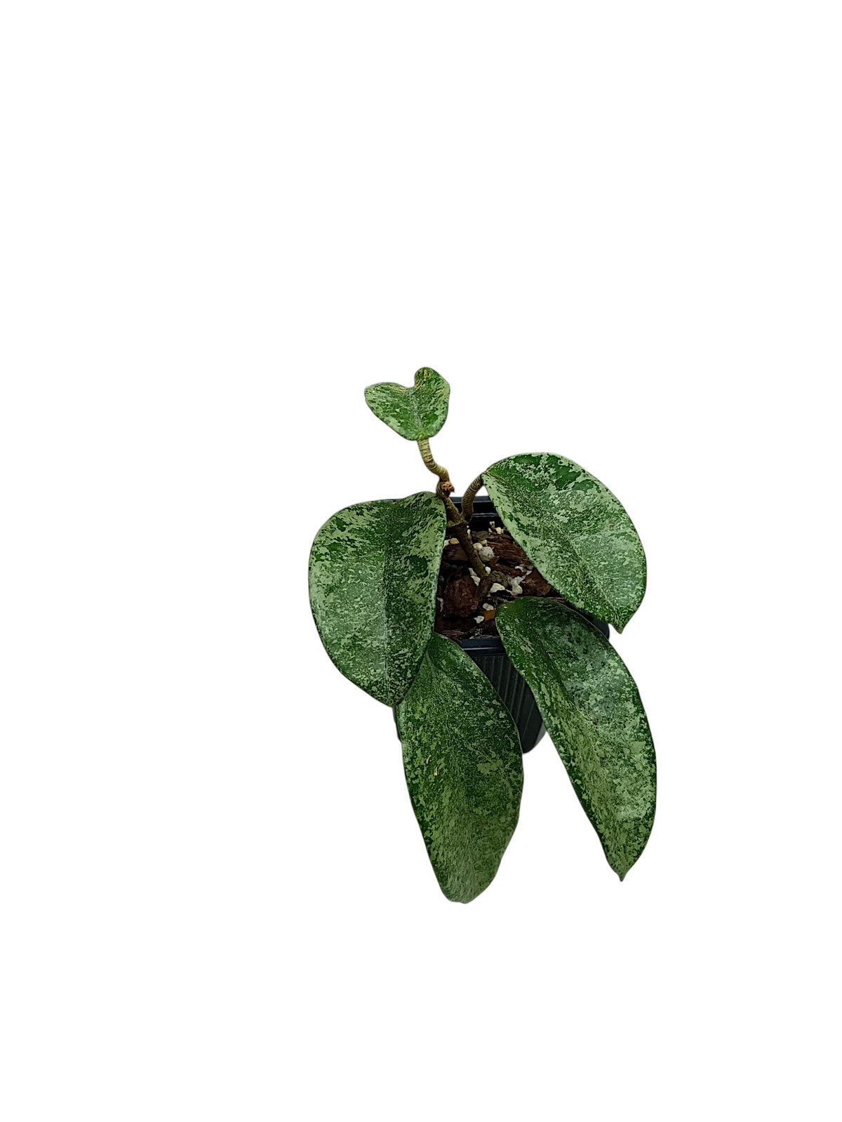 Hoya carnosa 'Grey Ghost'