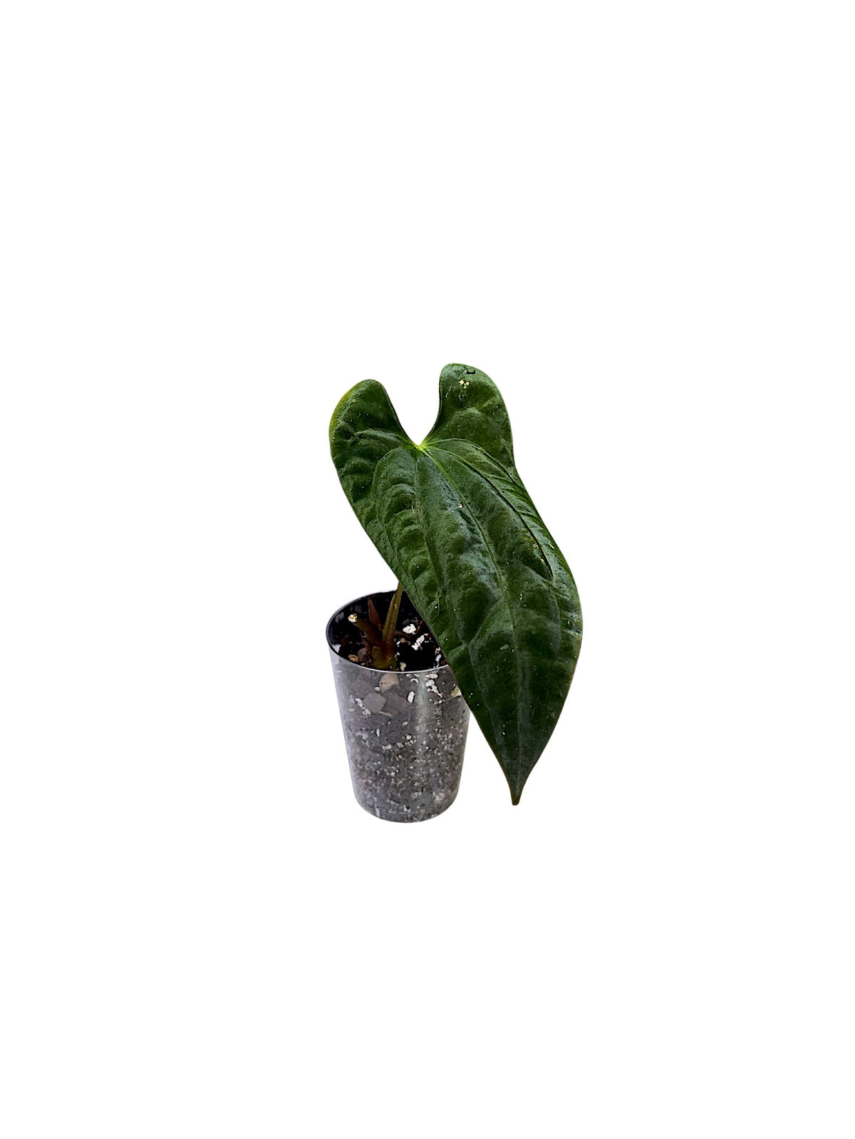 Anthurium Blue Papillilaminum