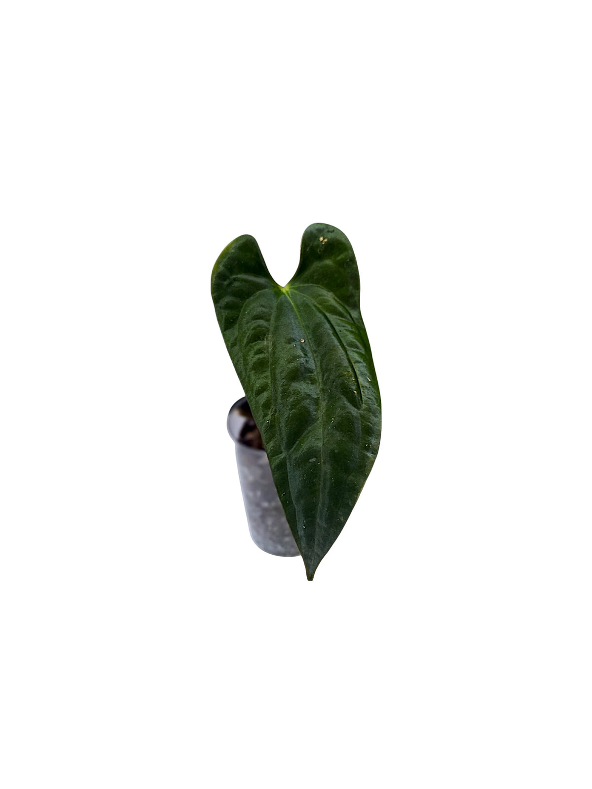 Anthurium Blue Papillilaminum
