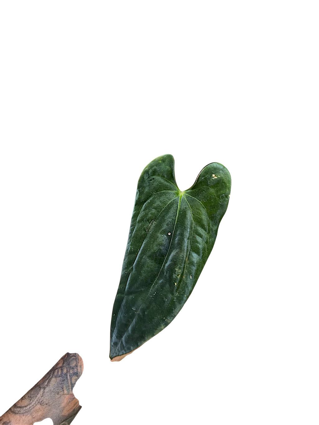 Anthurium Blue Papillilaminum