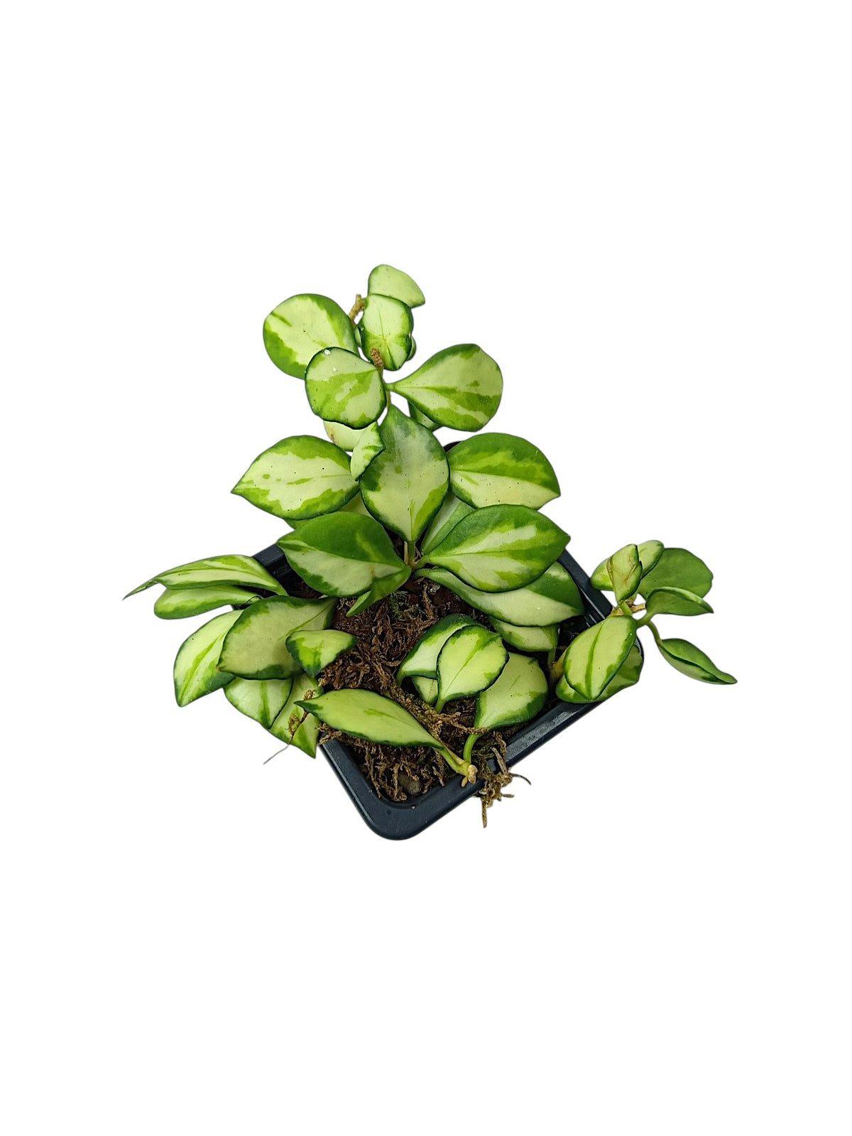 Hoya heuschkeliana 'Variegata'