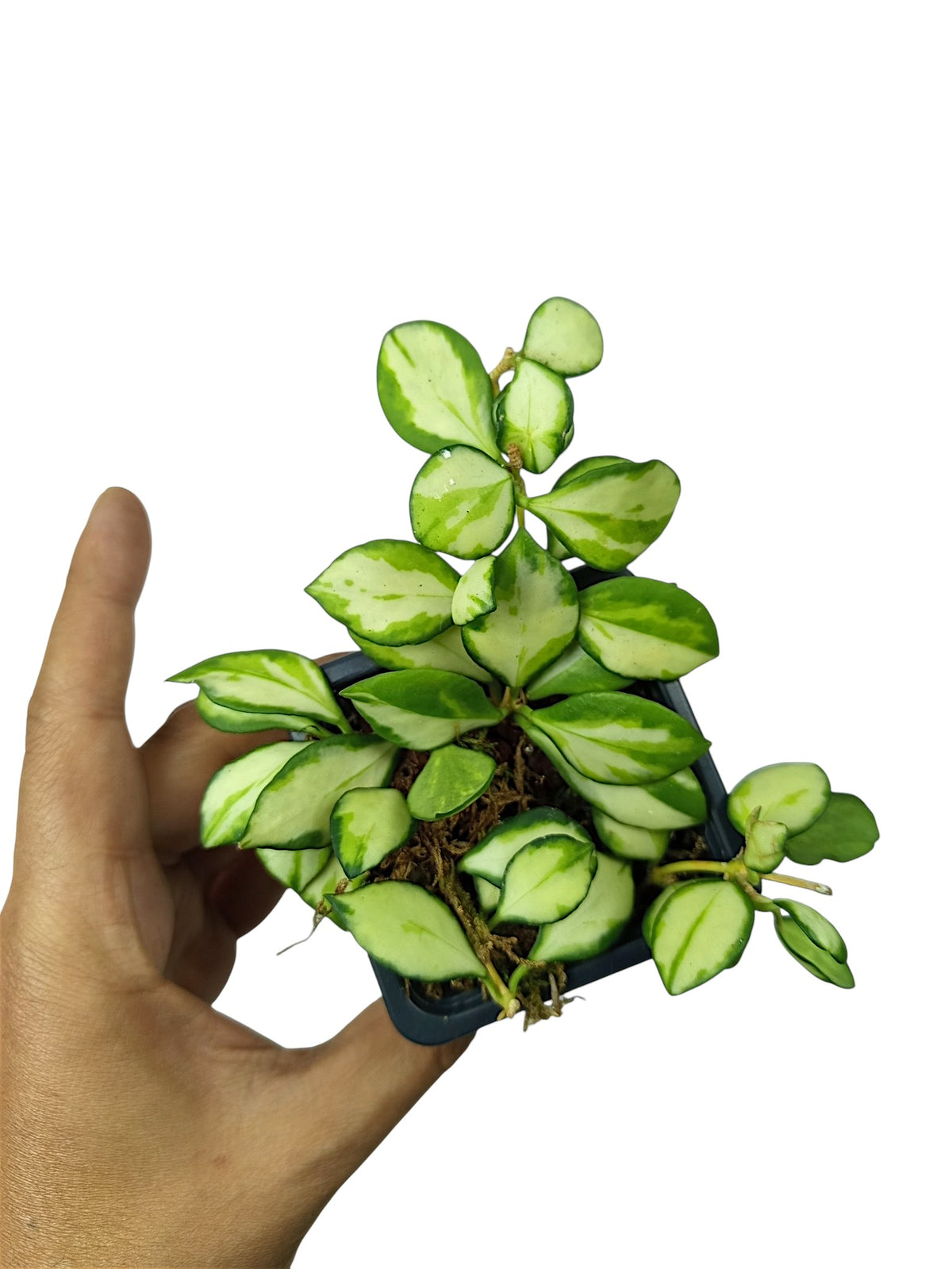 Hoya heuschkeliana 'Variegata'