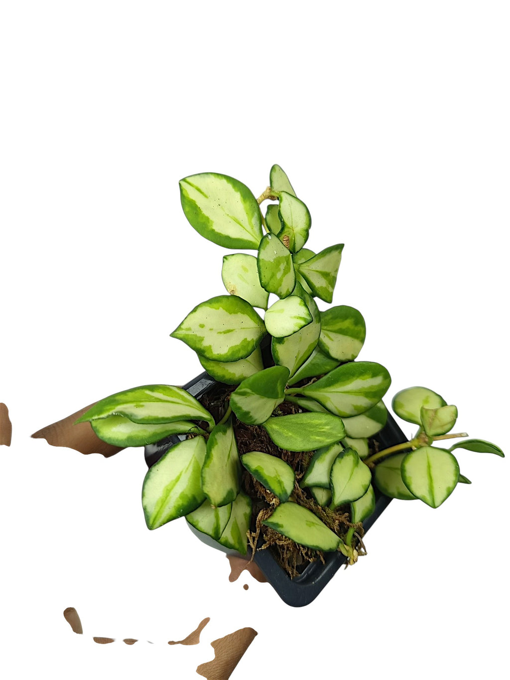 Hoya heuschkeliana 'Variegata'