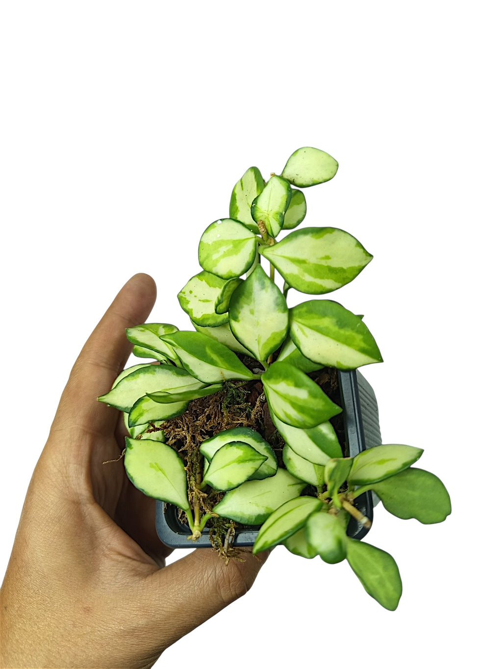 Hoya heuschkeliana 'Variegata'