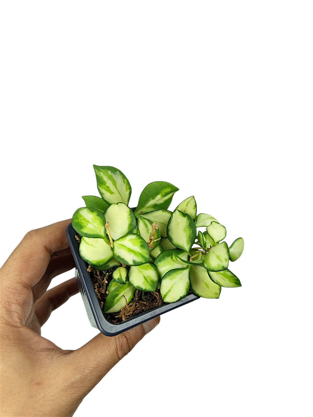 Hoya heuschkeliana 'Variegata'
