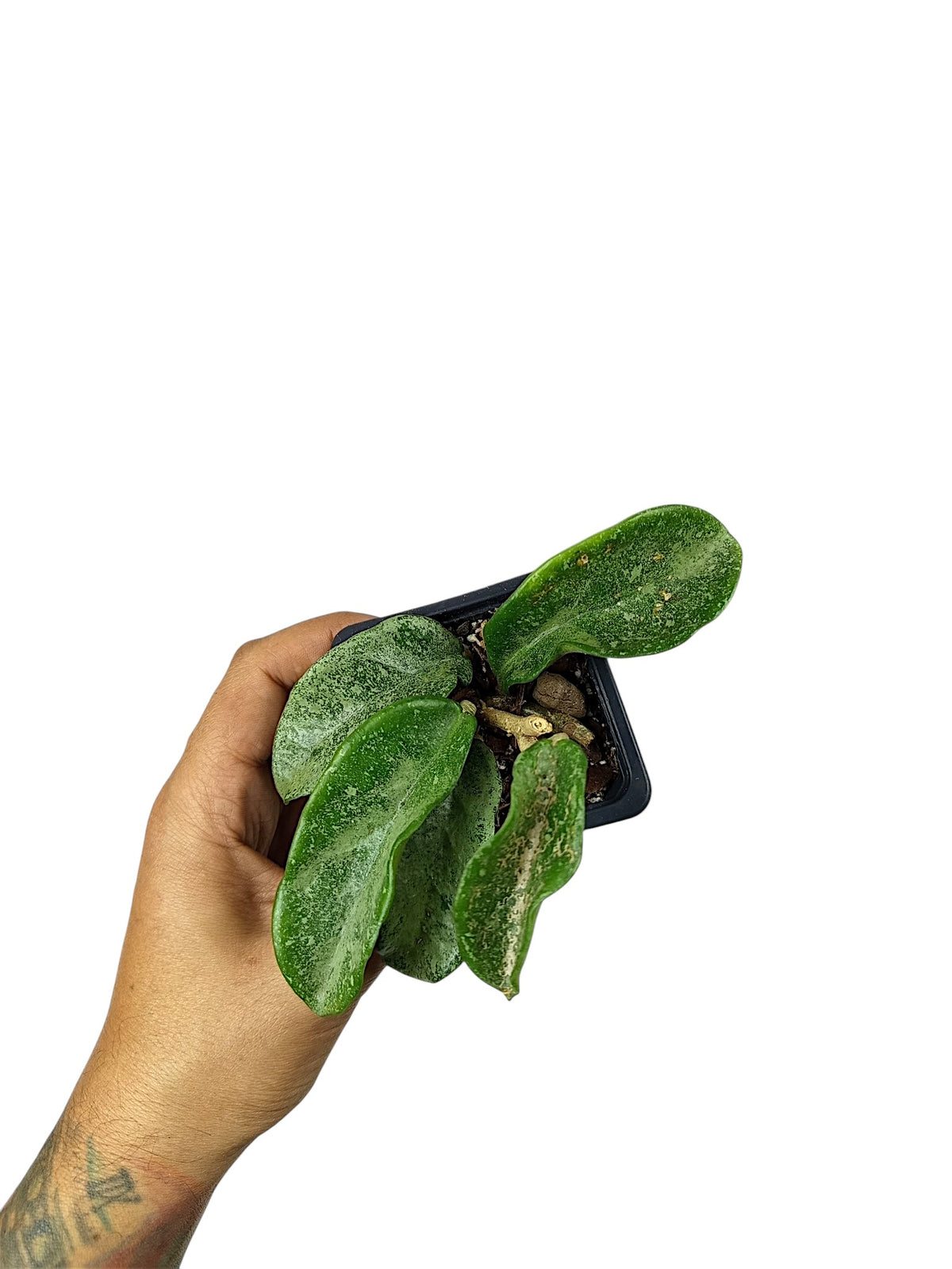 Hoya carnosa 'Grey Ghost'