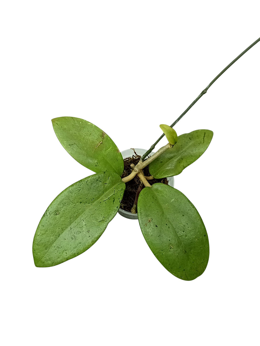 Hoya silver lady