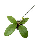 Hoya silver lady