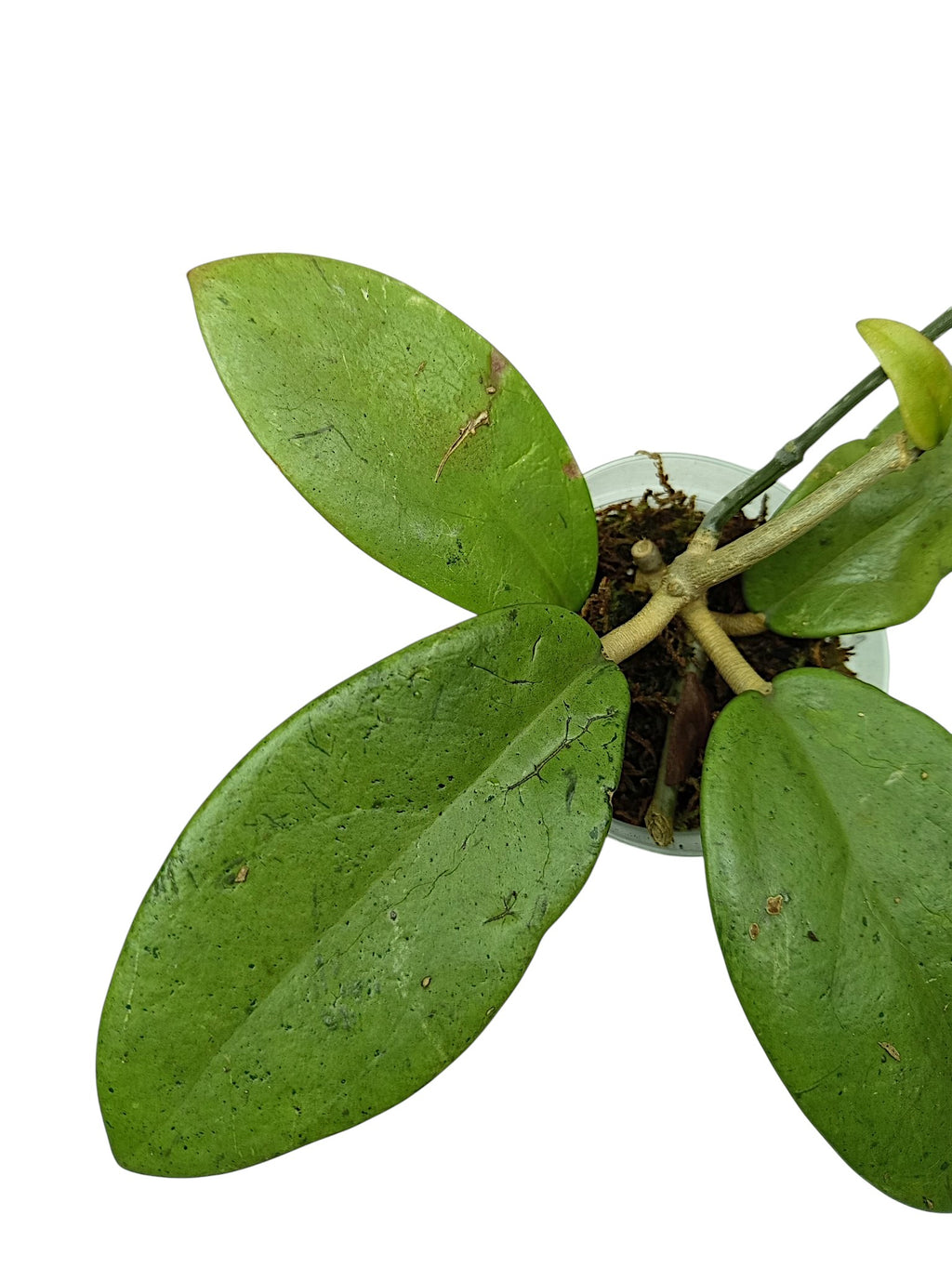 Hoya silver lady