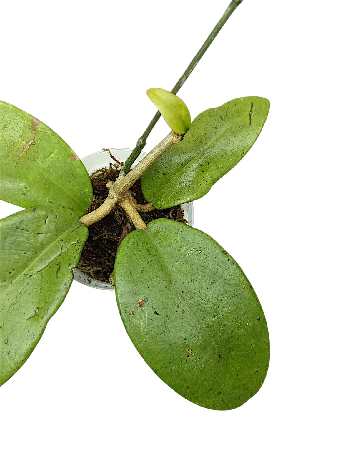 Hoya silver lady