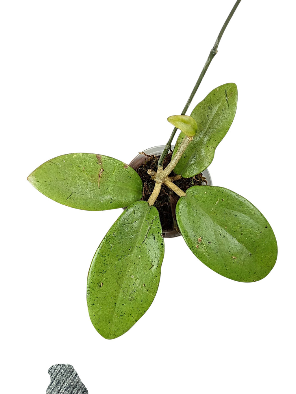 Hoya silver lady