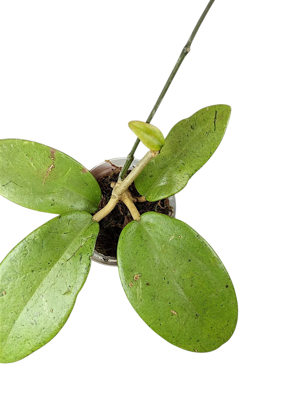 Hoya silver lady
