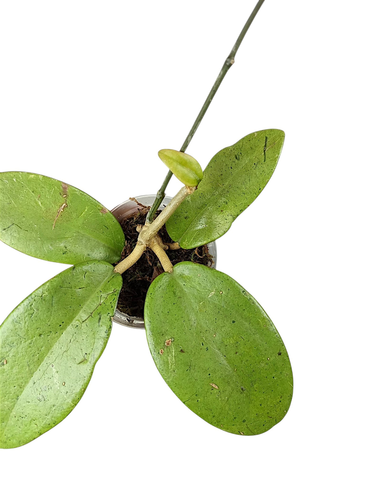 Hoya silver lady