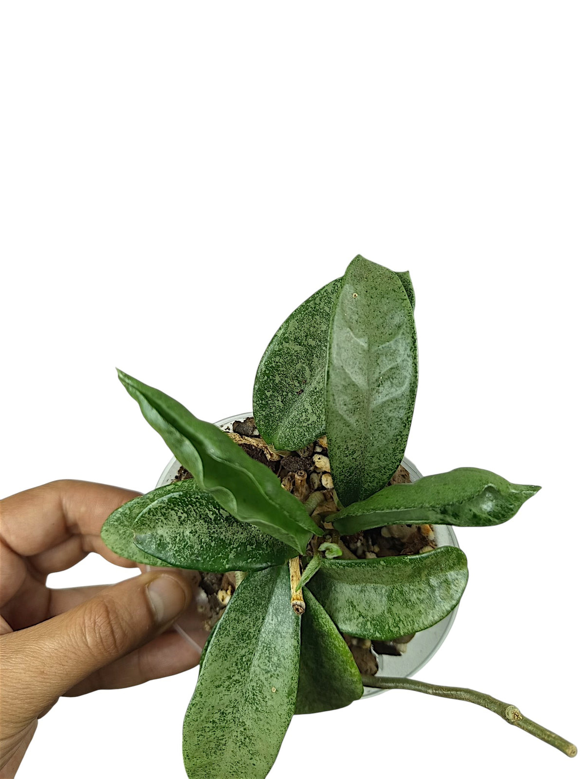 Hoya carnosa 'Grey Ghost'