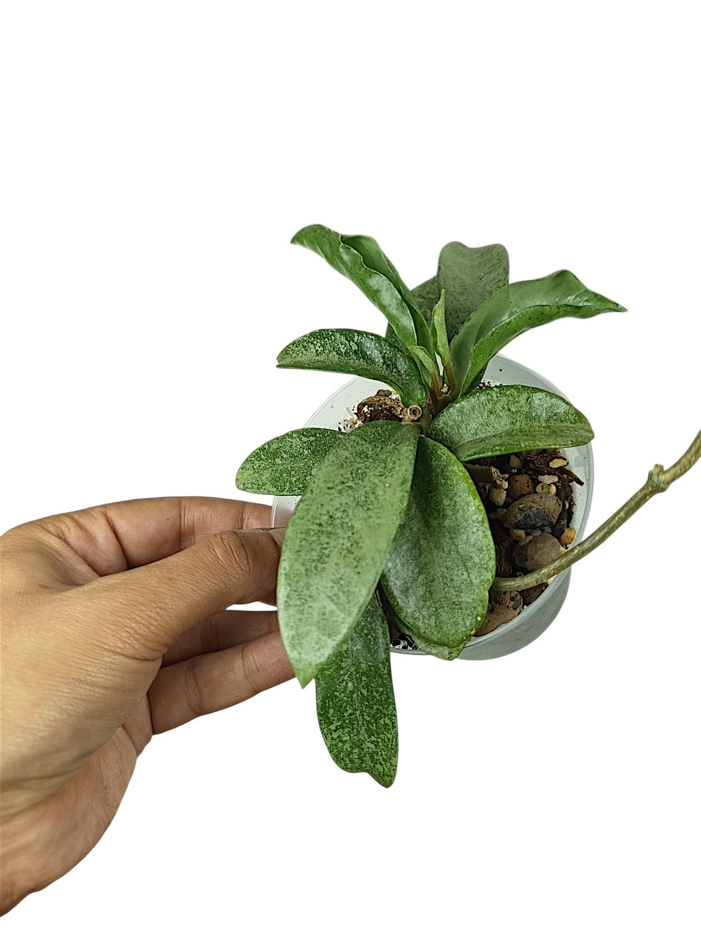 Hoya carnosa 'Grey Ghost'