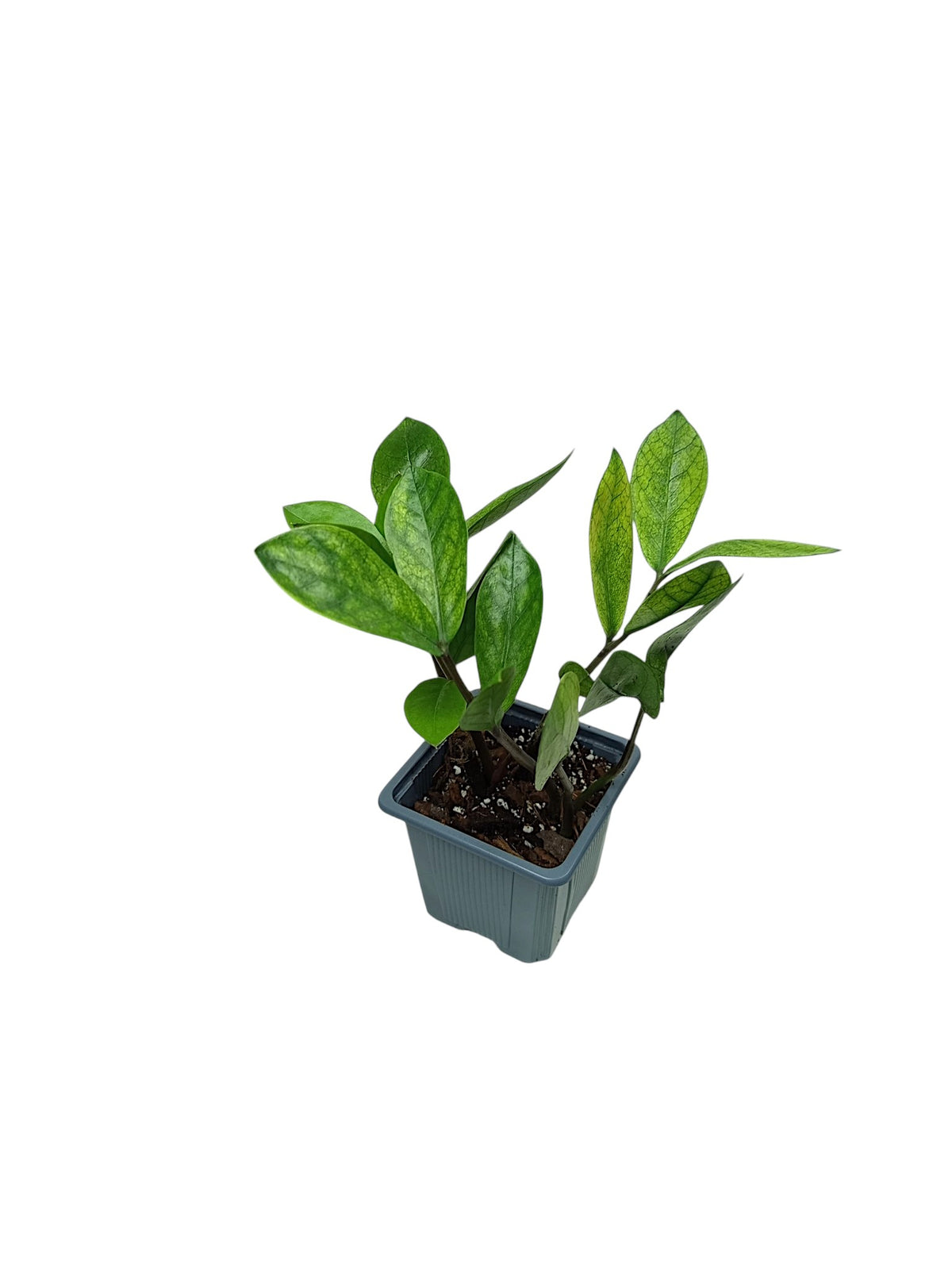 Zamioculcas Chameleon