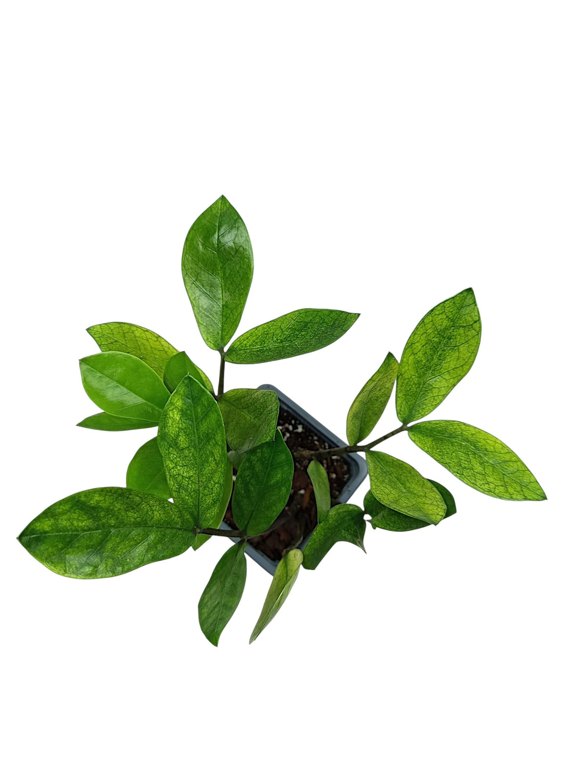 Zamioculcas Chameleon