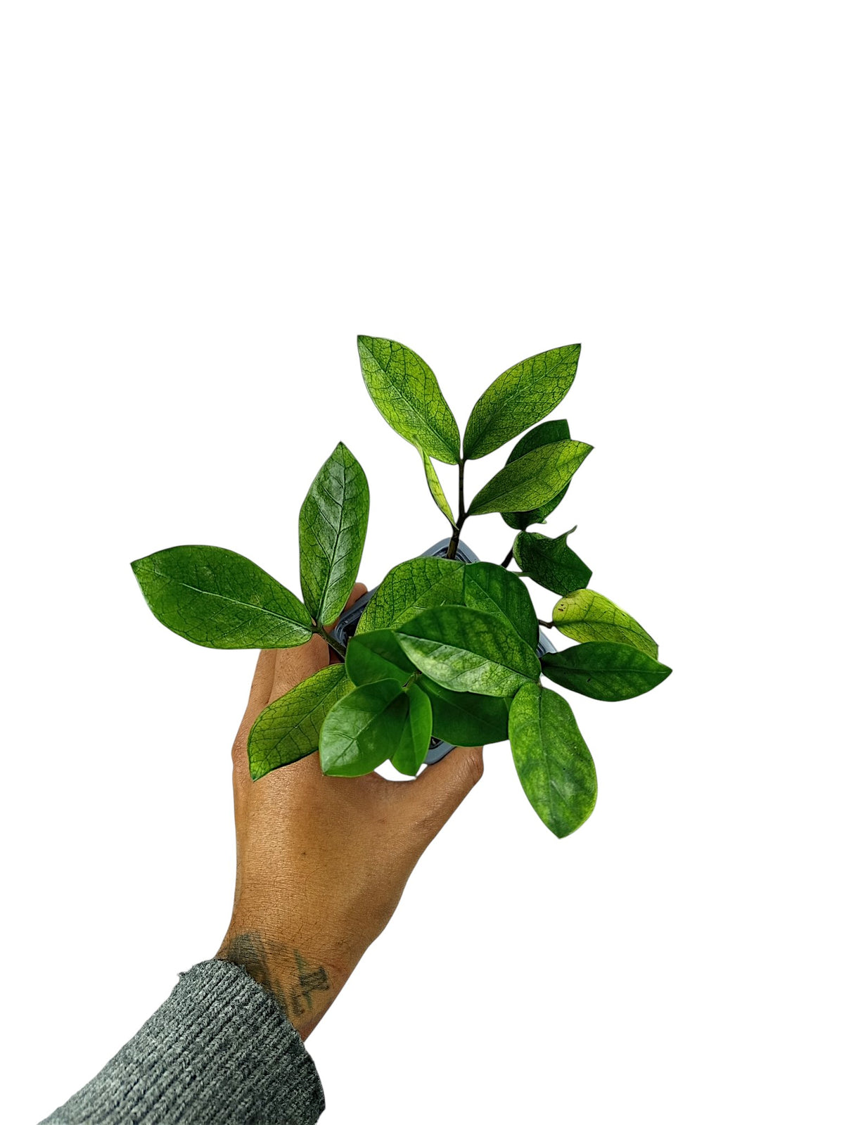 Zamioculcas Chameleon