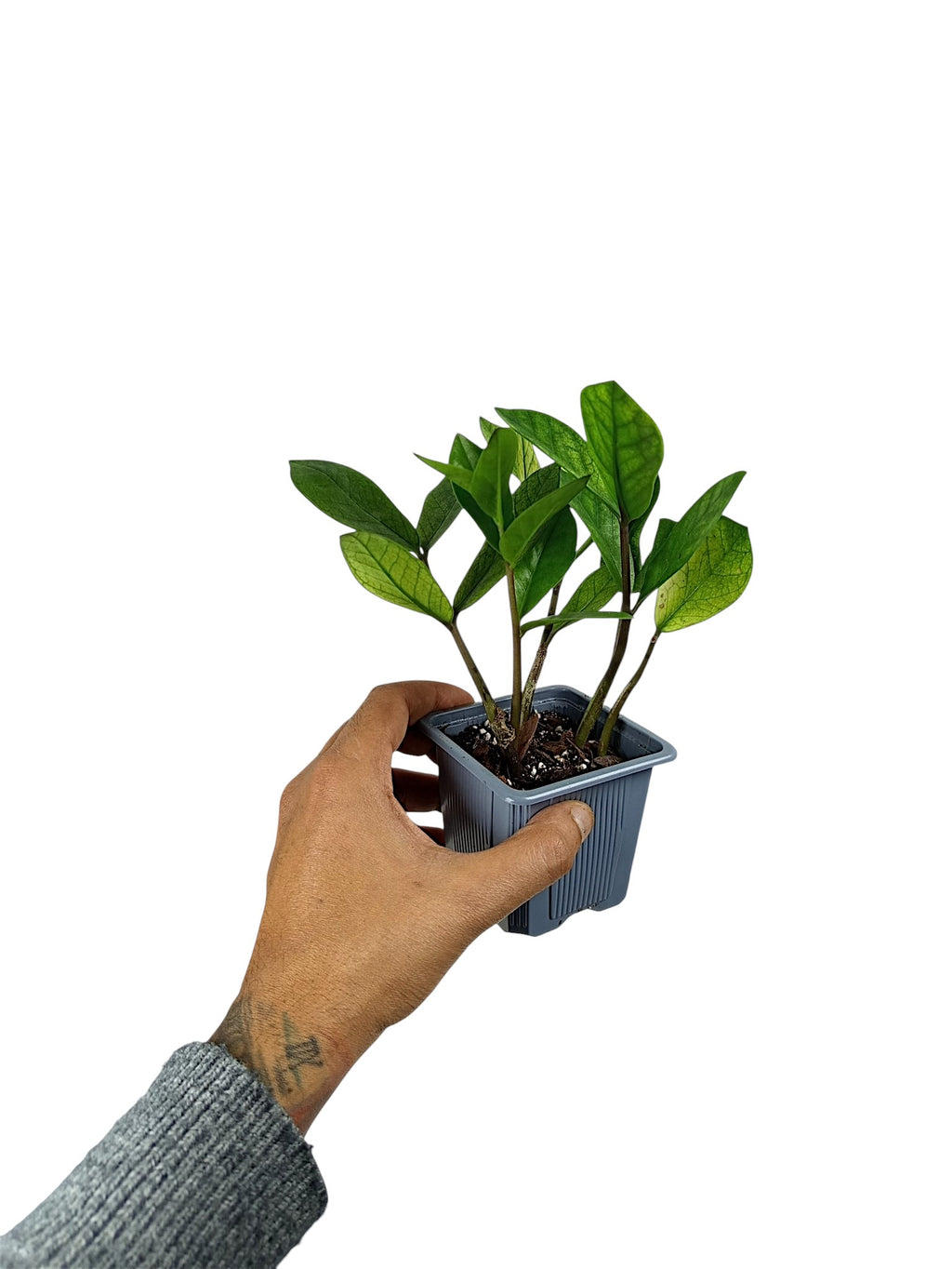 Zamioculcas Chameleon
